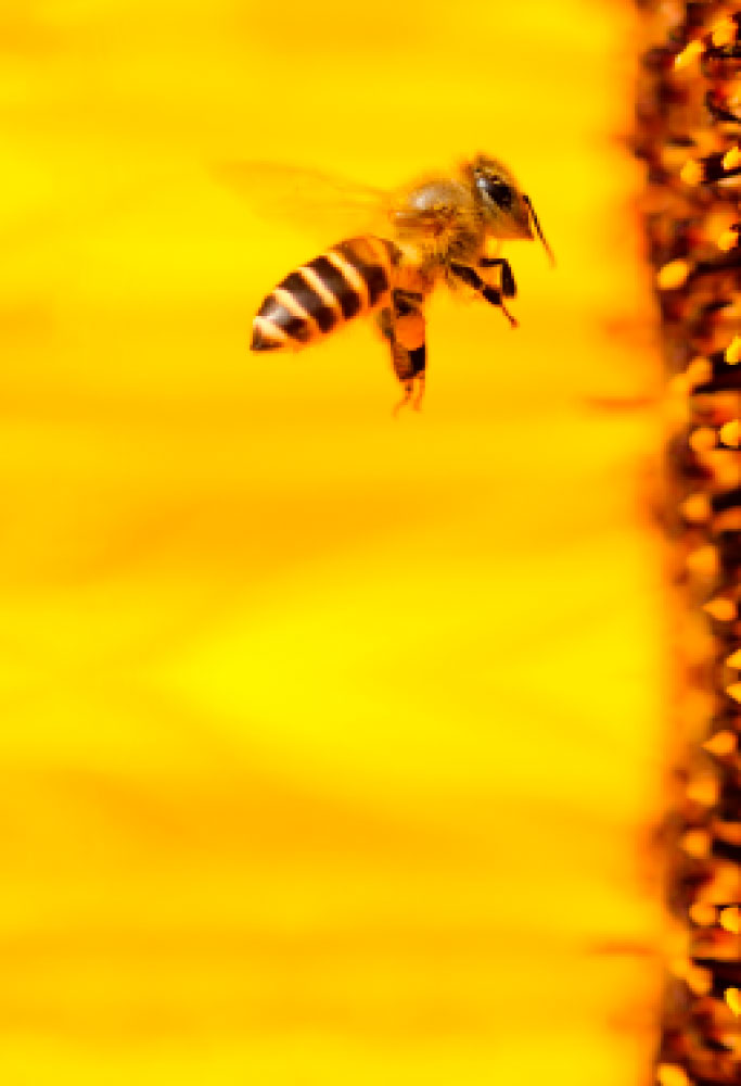 L.E. Aula 135 — Direito de propriedade. Roubo.